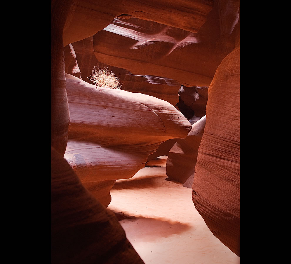 Tumbleweed-in-Antelope-Canyon