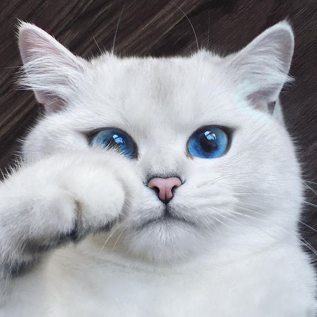Ilyen kék szemű cicát még nem láttál