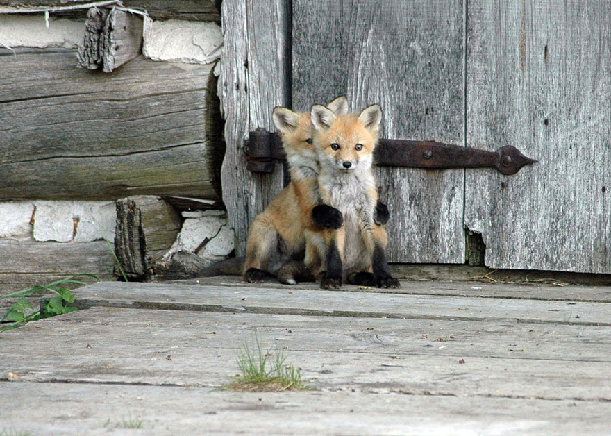 20 hihetetlenül aranyos kép rókákról