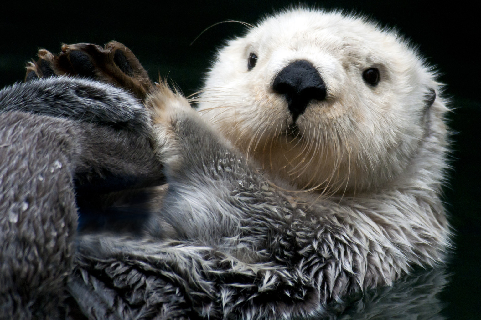 Sea otter (Enhydra lutris).