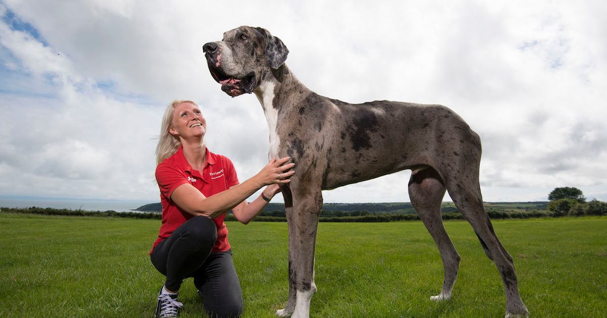 213 cm a világ legmagasabb kutyája kétlábon állva