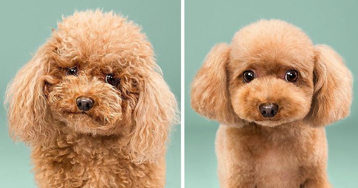 Napi cuki: Kutyák kozmetika előtt és után