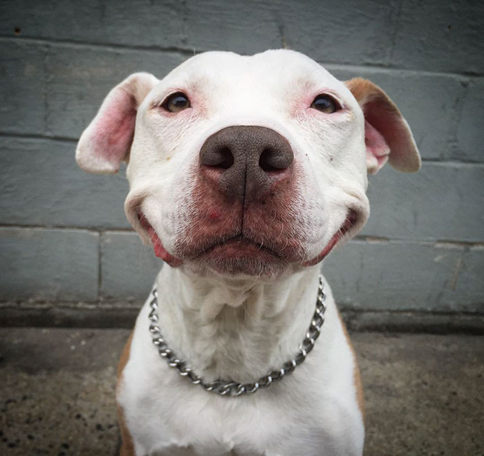smiling-dog-stray-pit-bull-adopted-brinks-7