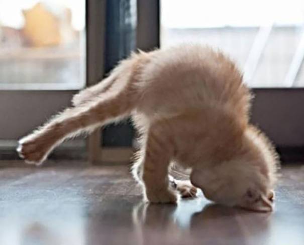 animals-yoga-poses-11-57bae3d401c03__605