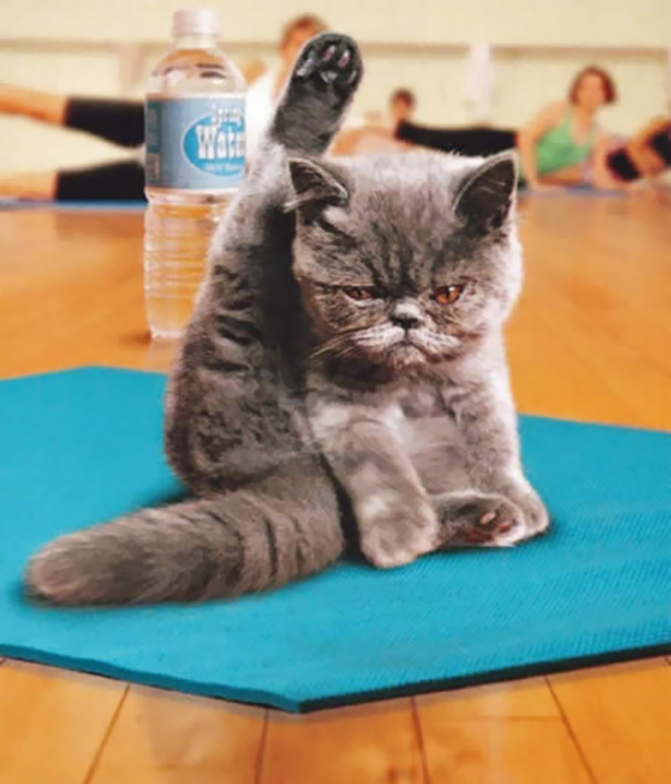 animals-yoga-poses-48-57bc15208a5cb__605