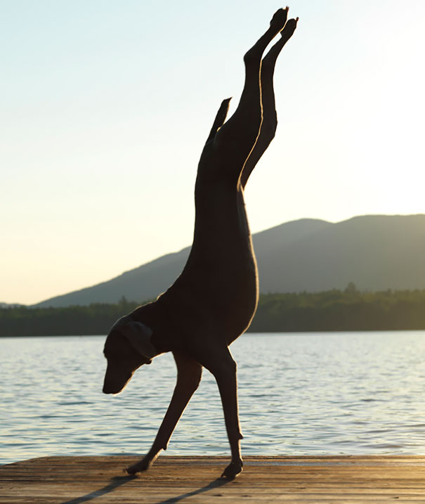 animals-yoga-poses-62-57bc47188ee4c__605