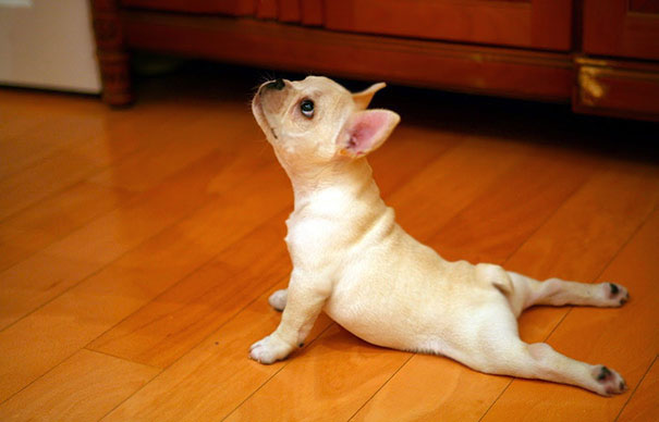 animals-yoga-poses-7-57bae3cec6ed9__605