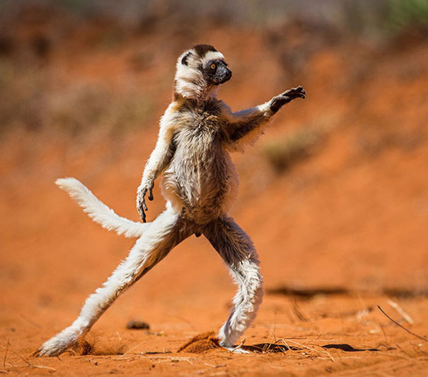 animals-yoga-poses-77-57bd49c92a93f__605