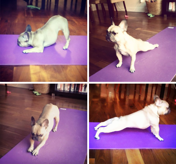 animals-yoga-poses-8-57bae3d082b6b__605