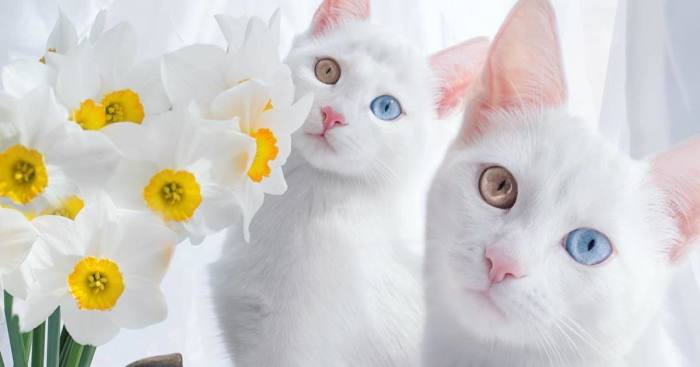 Iriss és Abyss: a világ legszebb macska-ikerpárja