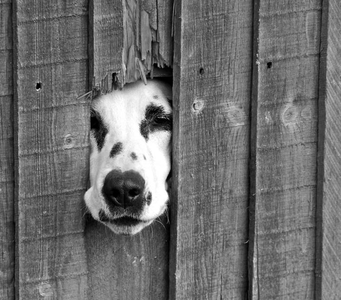 funny-dogs-sticking-heads-through-fences-31-57a44a87c1fe3__700