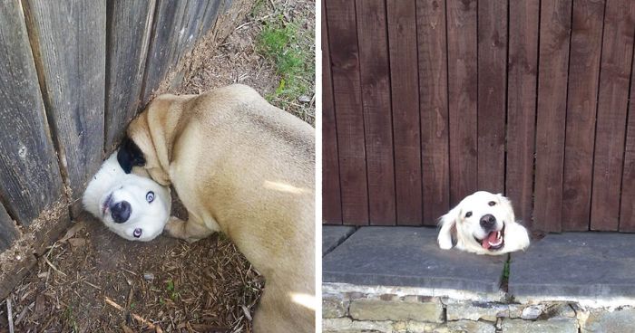 Napi vicces: kutyák és a kerítés találkozása