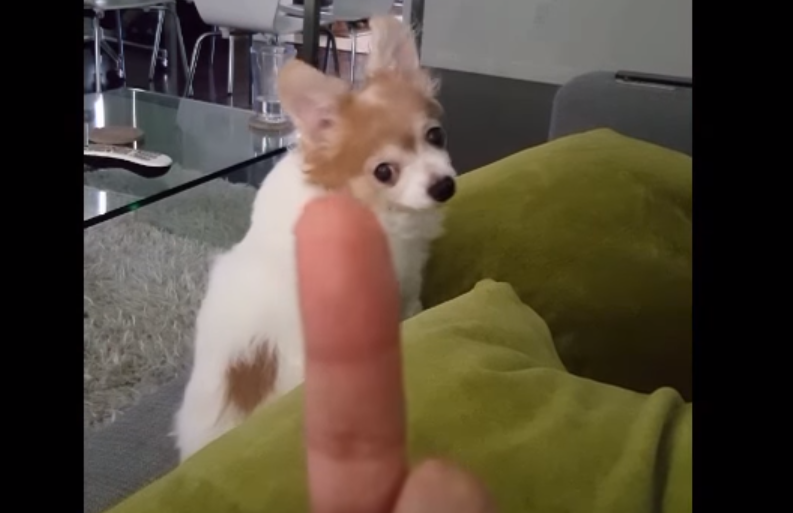 Ez a kutya utálja, ha valaki a középső ujját mutatja neki