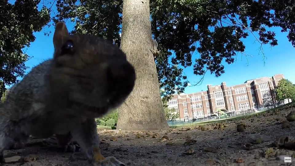 Ilyen, amikor egy mókus ellopja a kamerát