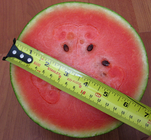 thai_watermelon_measurement