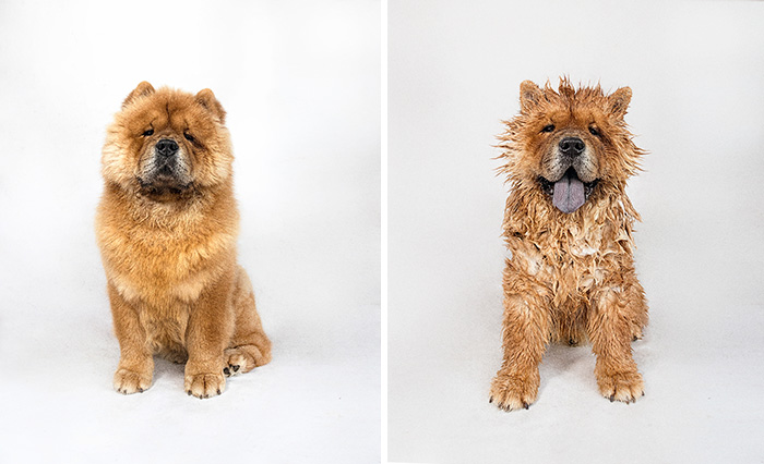 wet-dogs-before-after-bath-10-57a4397eab593__700