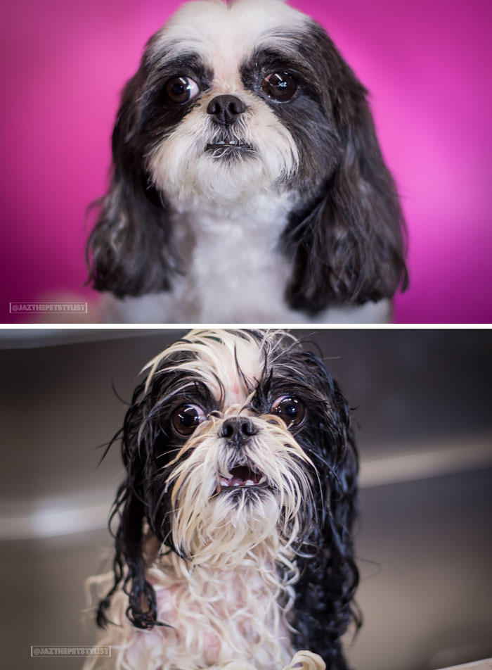 wet-dogs-before-after-bath-103-57a87ec2e9e3a__700