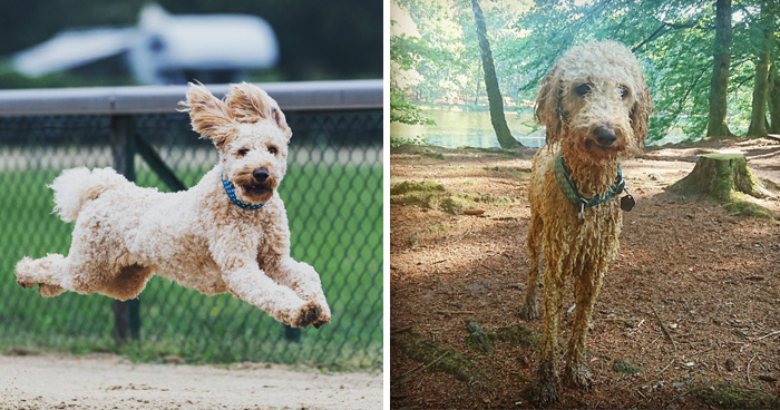 wet-dogs-before-after-bath-30-57a439a9b351a__700