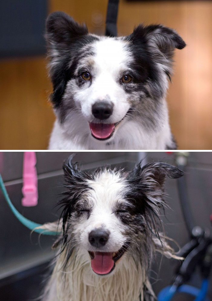 wet-dogs-before-after-bath-31-57a439ab94288__700