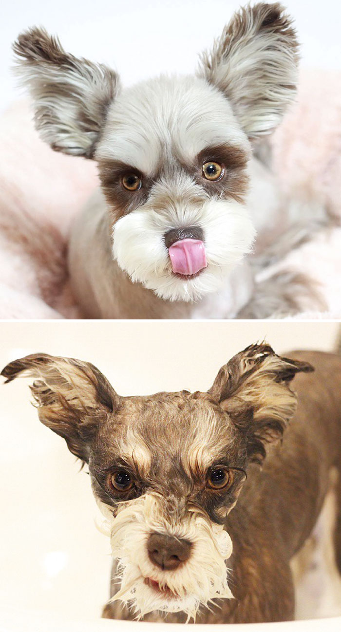 wet-dogs-before-after-bath-45-57a461c3e0c03__700