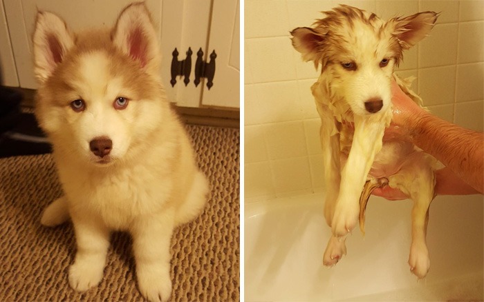 wet-dogs-before-after-bath-63-57a83ba655e31__700