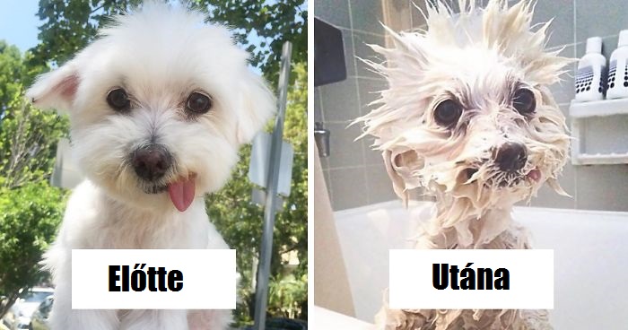 Kutyák fürdetés előtt és után
