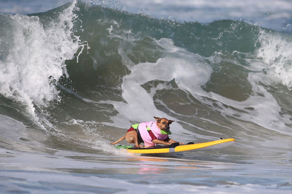 Surf City Surf Dog: nyolcadik alkalommal is szörföztek a kutyák