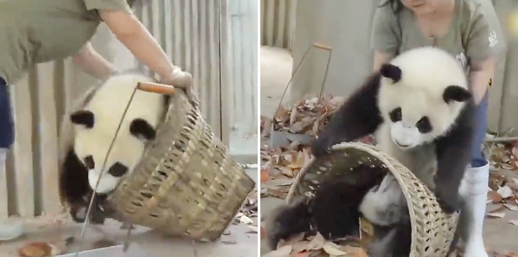 Giant pandas create trouble as staff cleans their house.