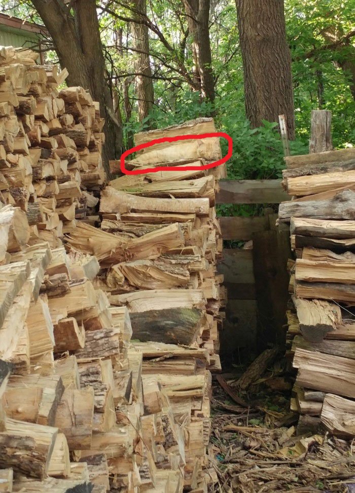 hidden-cat-wood-pile-logs-2