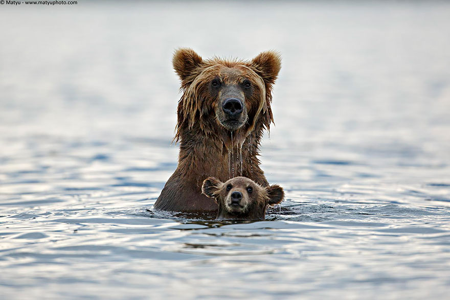 mother-bear-cubs-animal-parenting-1-57e3a1e10f99c__880