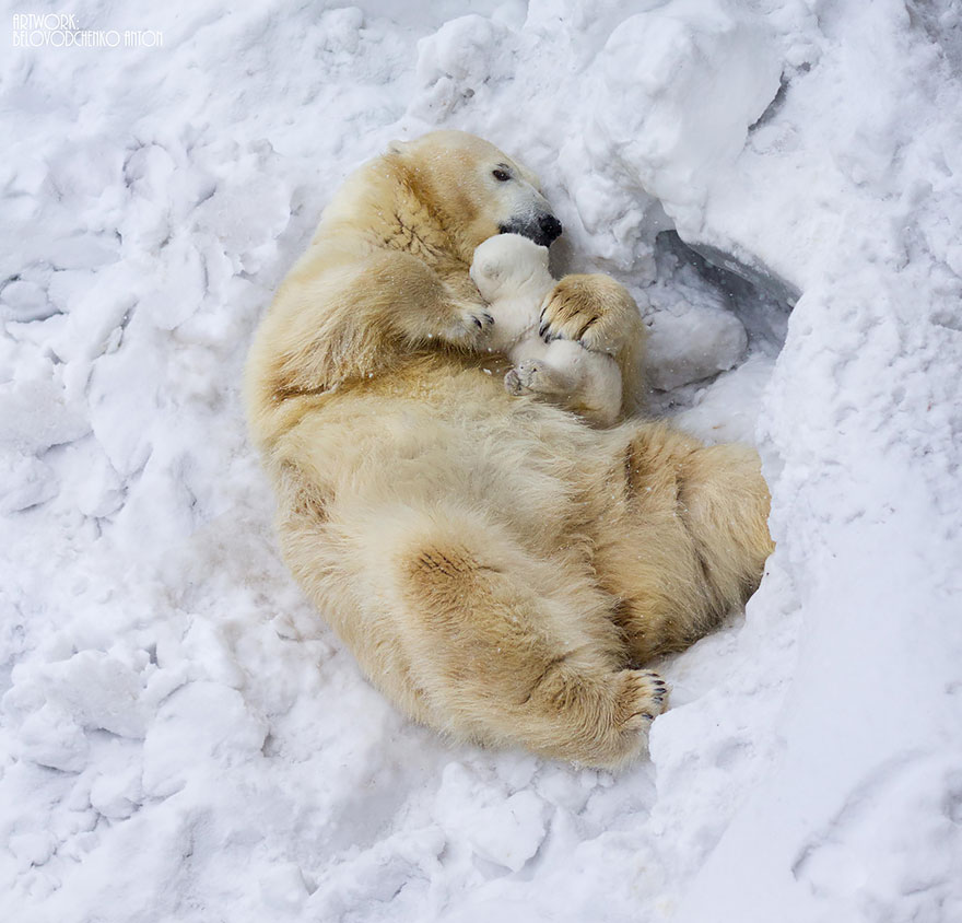 mother-bear-cubs-animal-parenting-10-57e3a1f5e5baf__880