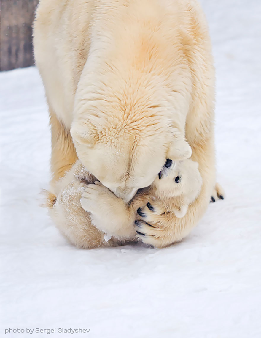 mother-bear-cubs-animal-parenting-14-57e3a200b7f48__880