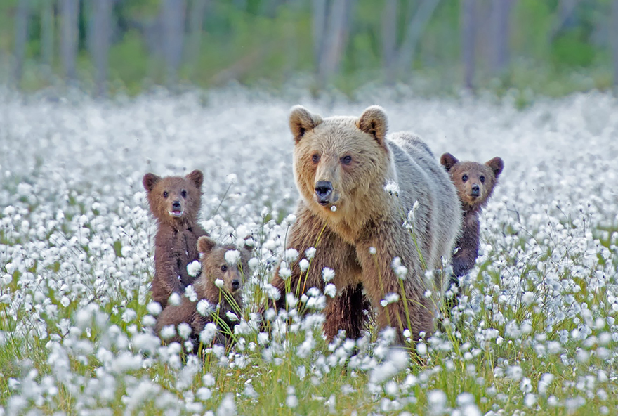 mother-bear-cubs-animal-parenting-19-57e3a2102c937__880