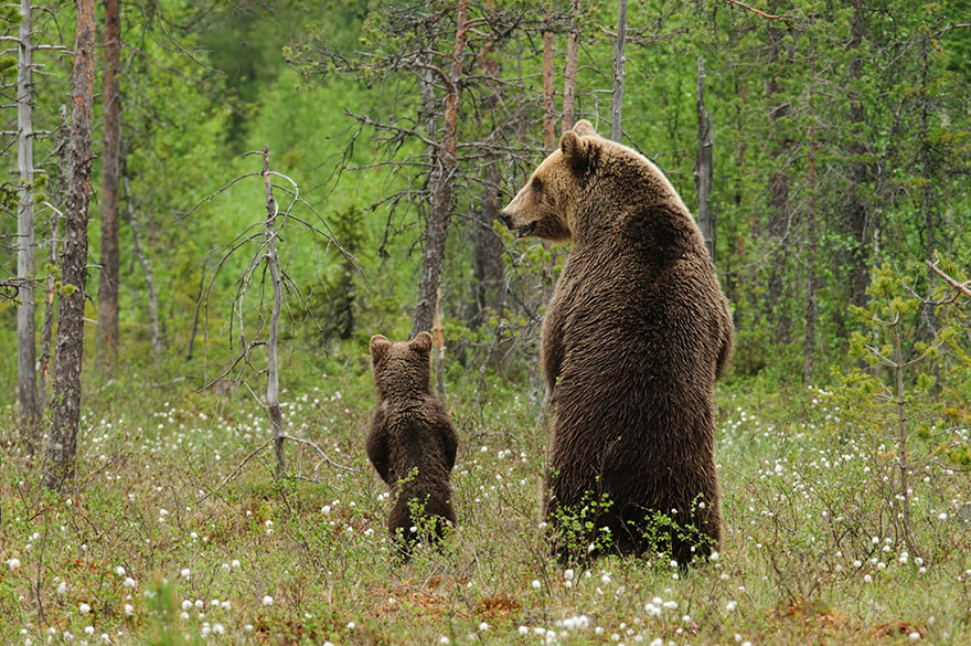 mother-bear-cubs-animal-parenting-2-57e3a1e41ab75__880