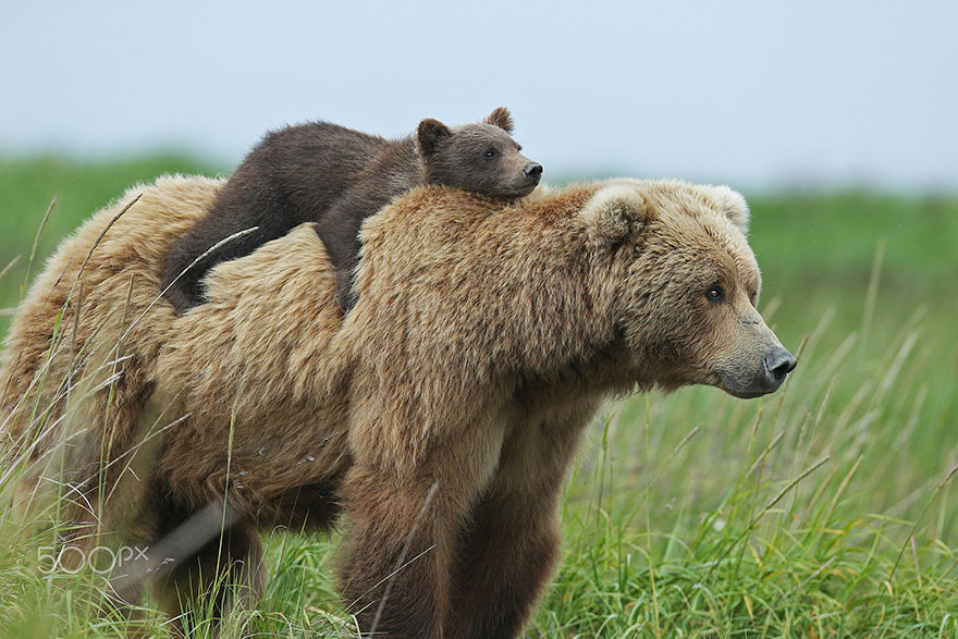 mother-bear-cubs-animal-parenting-21-57e3a2161d7f7__880