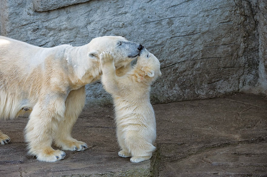 mother-bear-cubs-animal-parenting-28-57e3a8b67ee80__880