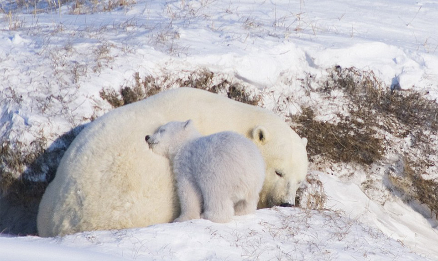 mother-bear-cubs-animal-parenting-29-57e3a93e238b8__880