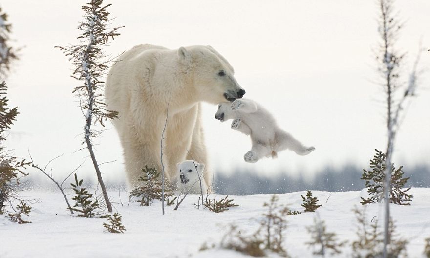 mother-bear-cubs-animal-parenting-31-57e3a9ccd1d67__880