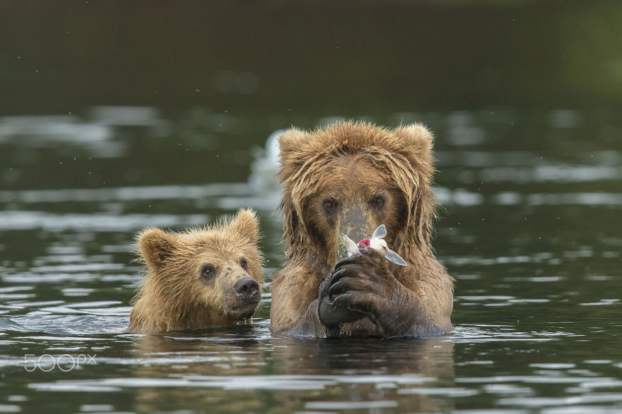 mother-bear-cubs-animal-parenting-33-57e3c2f062870__880
