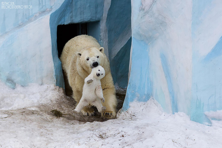 mother-bear-cubs-animal-parenting-4-57e3a1e905fa4__880