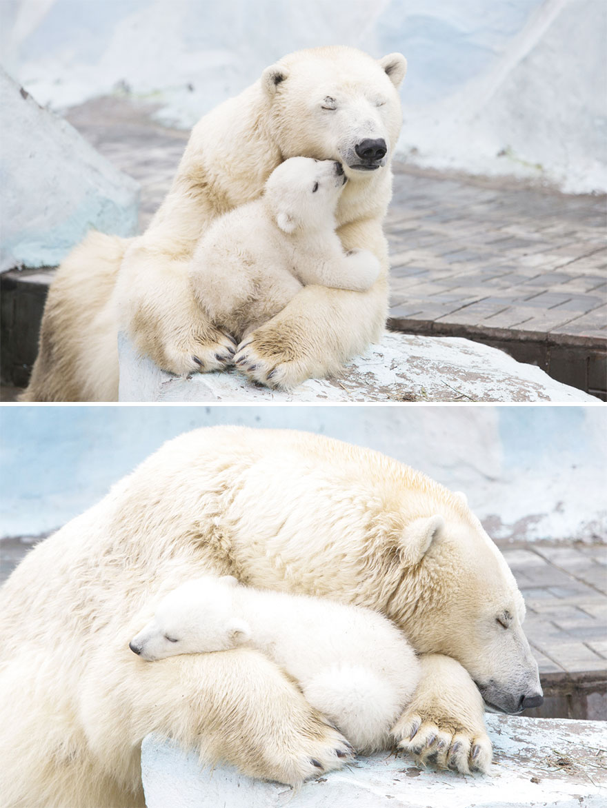 mother-bear-cubs-animal-parenting-44-57e3c7f4e03f5__880