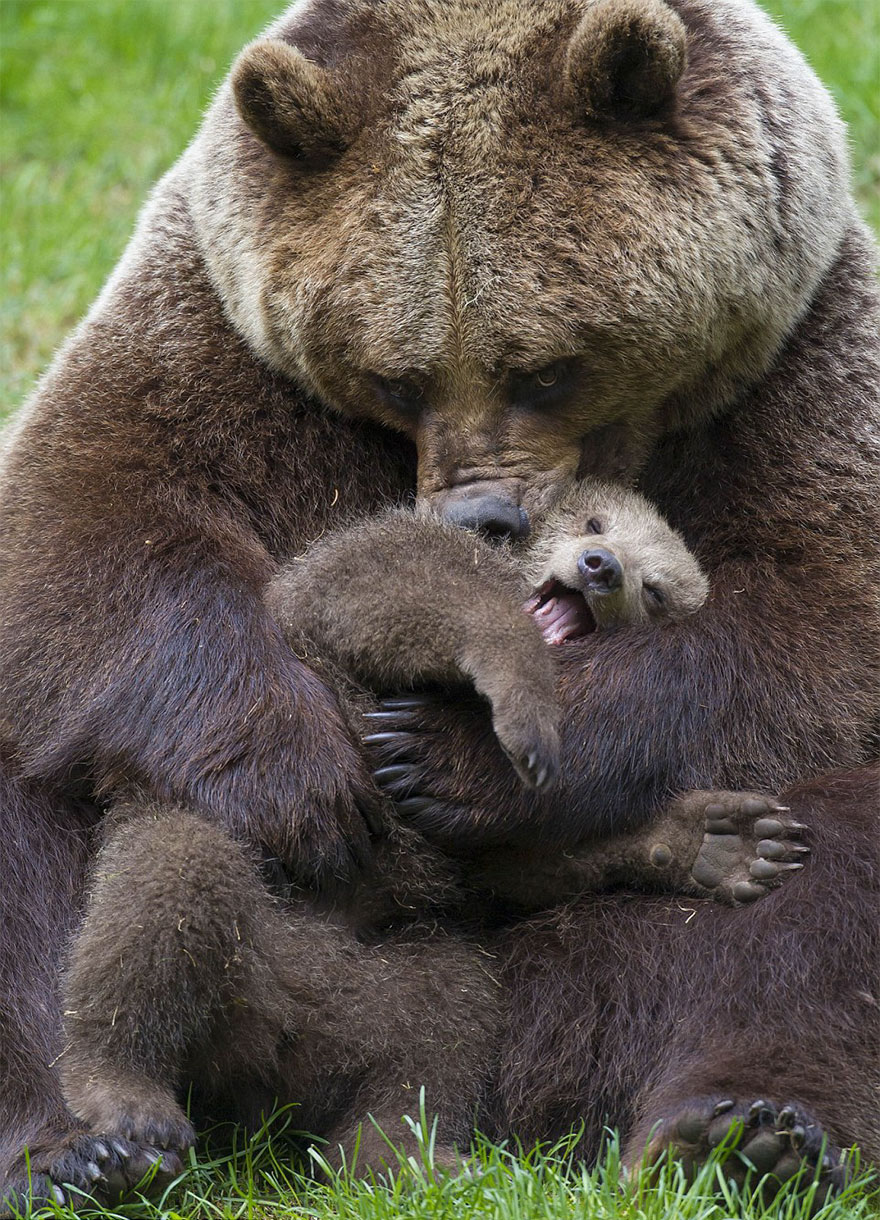 mother-bear-cubs-animal-parenting-45-57e3c999e1c30__880