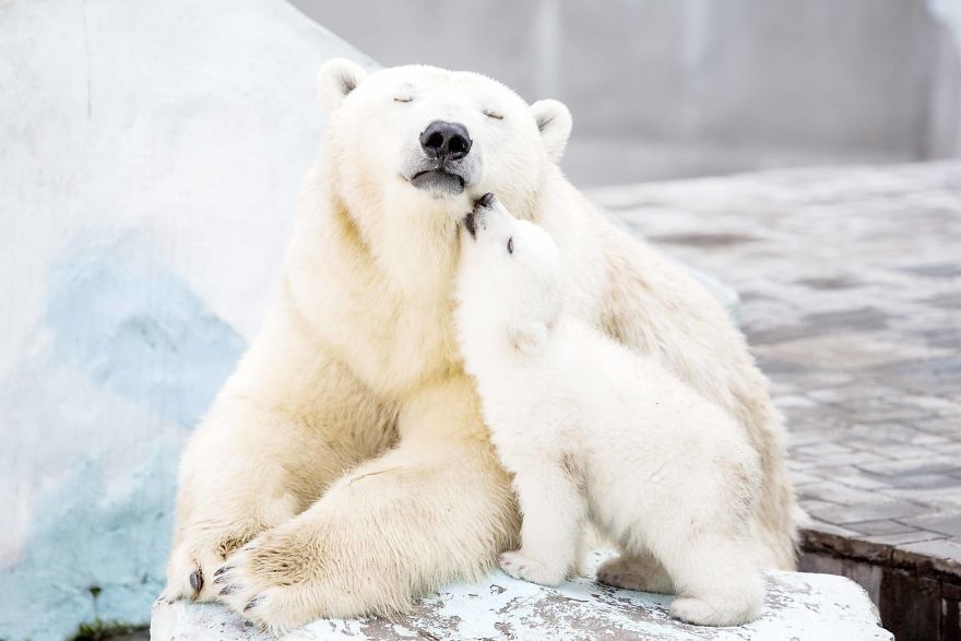mother-bear-cubs-animal-parenting-46-57e3c979dfdd1__880