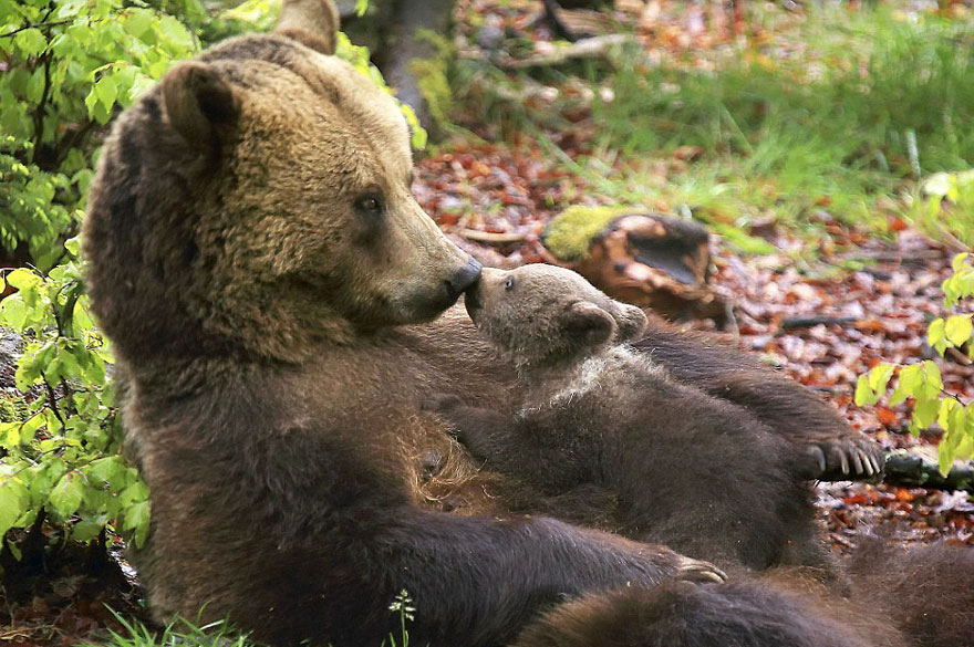 mother-bear-cubs-animal-parenting-47-57e3ca6813309__880