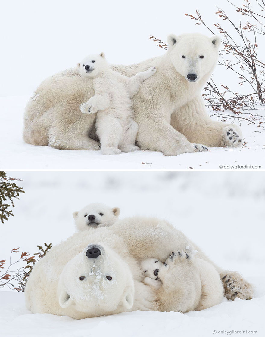 mother-bear-cubs-animal-parenting-48-57e3cb3b33c8d__880