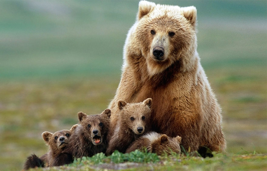 mother-bear-cubs-animal-parenting-52-57e3ceac97b06__880