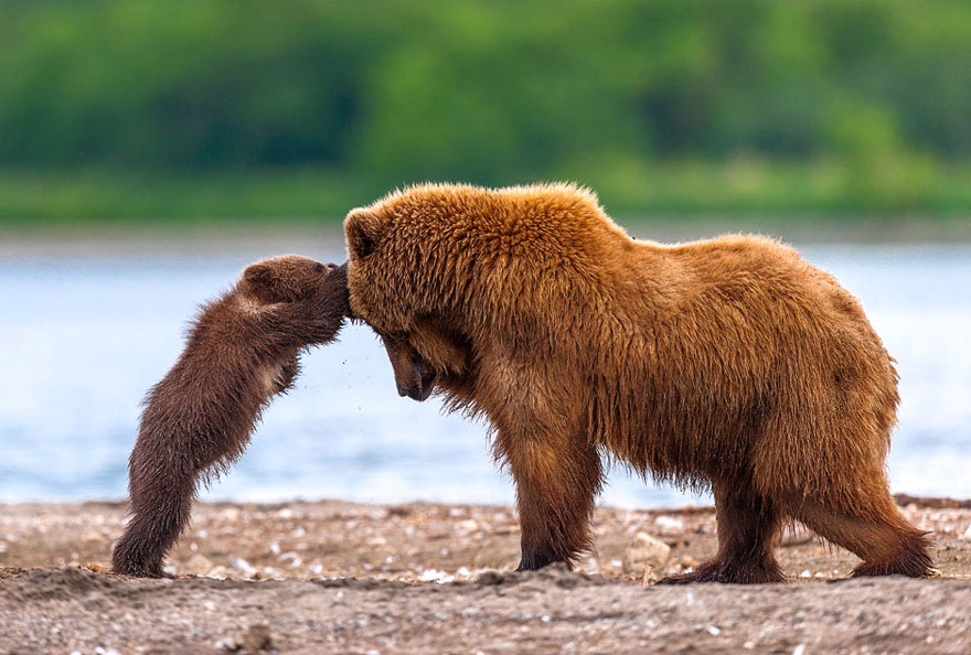 mother-bear-cubs-animal-parenting-55-57e3d1c889914__880