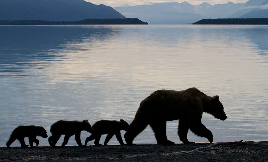 mother-bear-cubs-animal-parenting-60-57e3d410ed06f__880