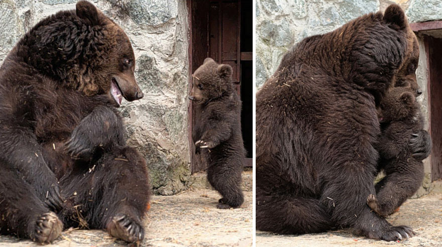 mother-bear-cubs-animal-parenting-61-57e3d0f7d3497__880