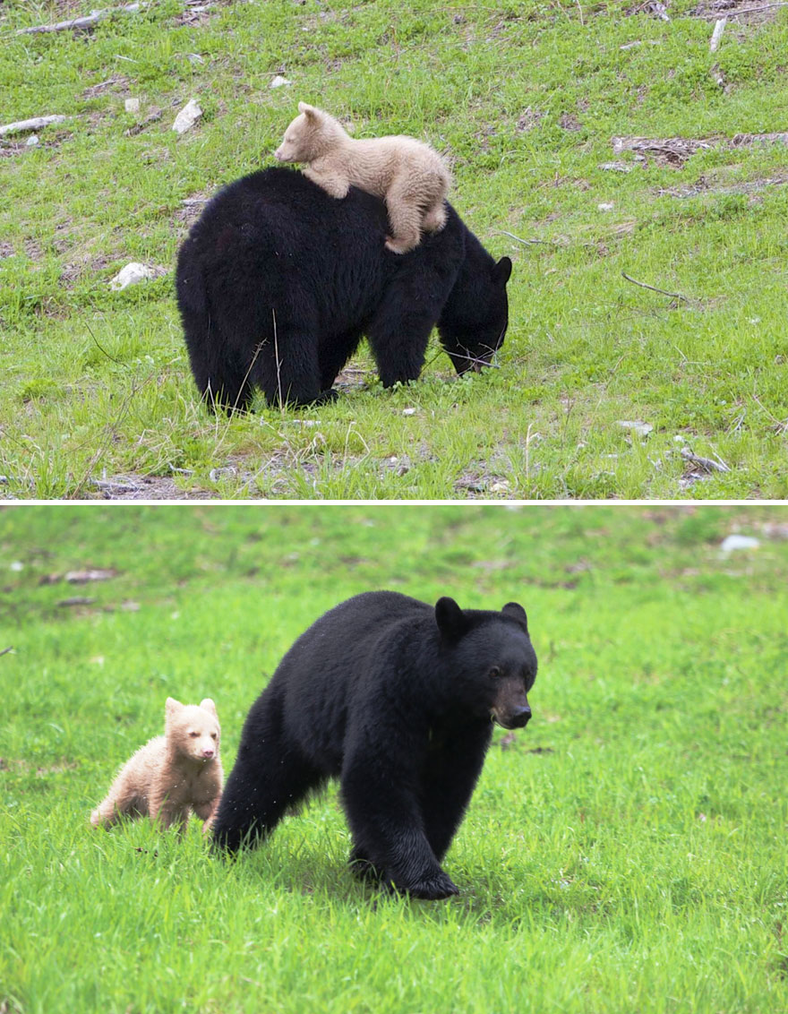 mother-bear-cubs-animal-parenting-62-57e3d263b8a96__880